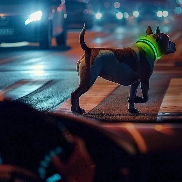 LUMILUX™ Collare LED per Cani con Tracker Inclusa - Paw Glamour™