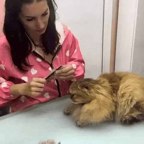 Peluma™ | La spazzola a vapore professionale per cani e gatti - Paw Glamour™