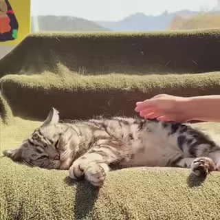 Peluma™ | La spazzola a vapore professionale per cani e gatti - Paw Glamour™